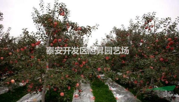 煙富1~3號(hào)蘋果樹苗