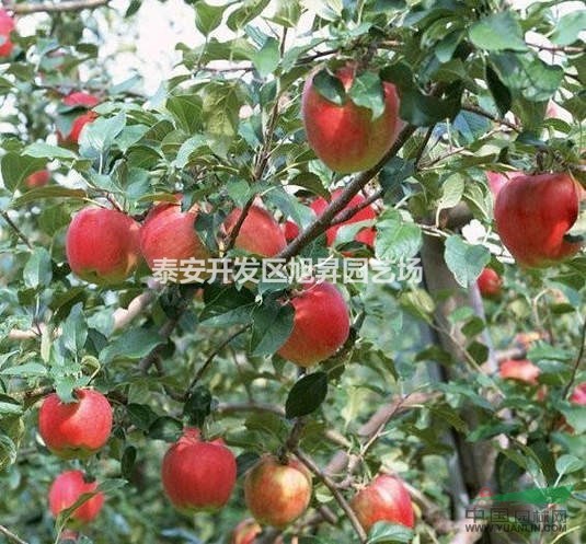 短枝富士?jī)?yōu)系