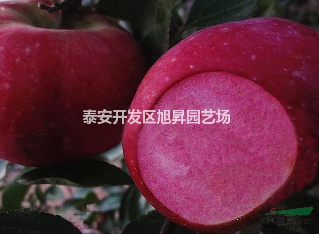 紅肉蘋果樹苗