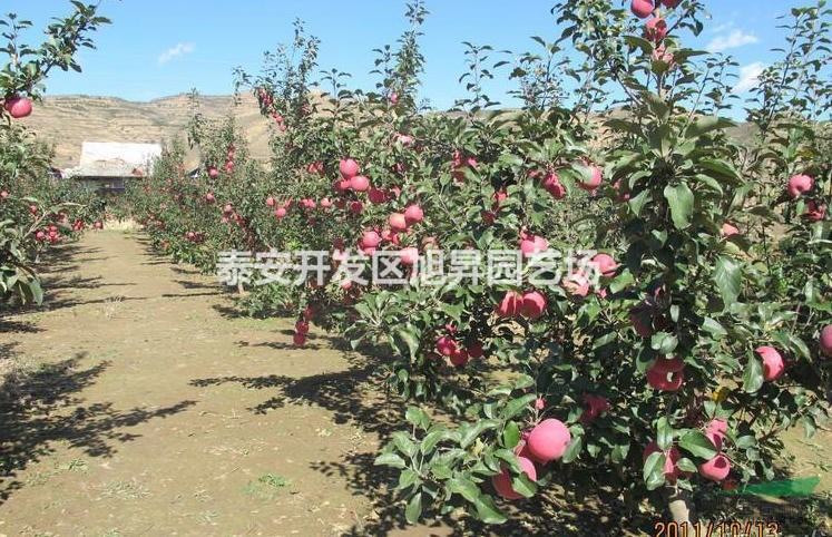 紅肉蘋果樹苗