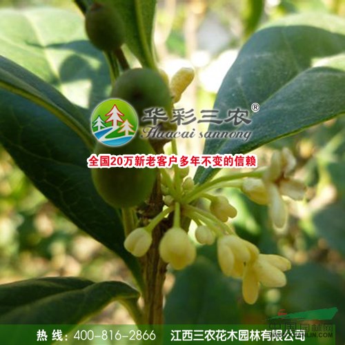 “喜得貴籽”桂花的栽培管理技術(shù)