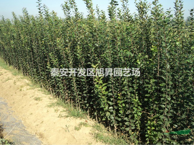紅骨髓蘋果苗樹