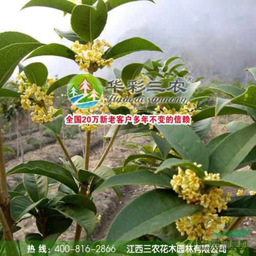 天香臺閣桂花的栽培管理技術(shù)