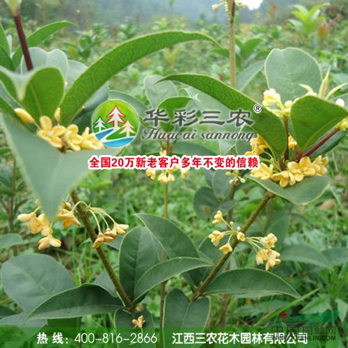 天香臺閣桂花的栽培管理技術(shù)