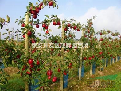 蘋(píng)果苗蘋(píng)果樹(shù)苗蘋(píng)果苗價(jià)格