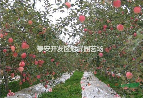 蘋(píng)果苗蘋(píng)果樹(shù)苗蘋(píng)果苗價(jià)格