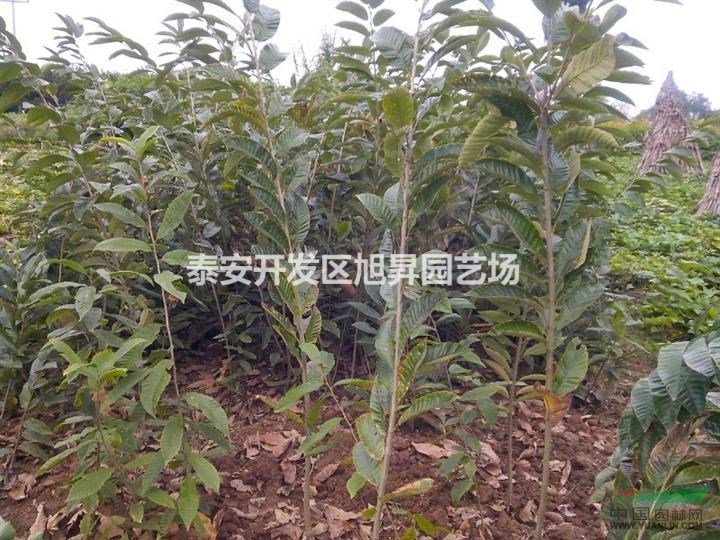 板栗樹苗基地