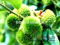 栗子樹苗