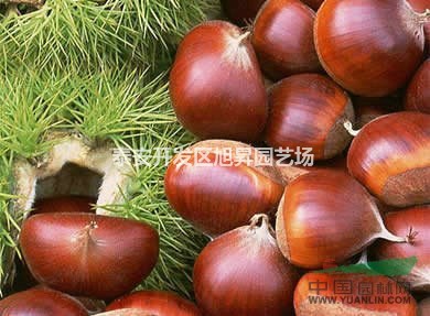 栗子苗基地