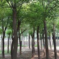 20公分國槐|20公分國槐二*苗價格