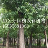 16公分國槐|16公分國槐二*苗價格