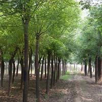 45公分國槐|45公分國槐二*苗價格