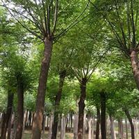 38公分國槐|38公分國槐二*苗價格