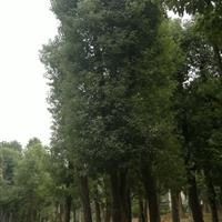 益陽矮分支香樟樹，湖南截桿香樟價格
