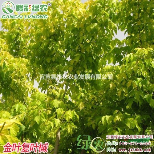 金葉復(fù)葉槭　江西綠農(nóng)復(fù)葉槭小苗基地　金葉復(fù)葉槭　粉葉復(fù)葉槭苗