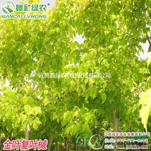 金葉復(fù)葉槭　江西綠農(nóng)復(fù)葉槭小苗基地　金葉復(fù)葉槭　粉葉復(fù)葉槭苗