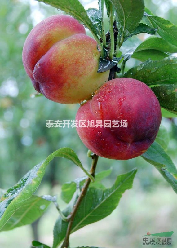 李子苗基地