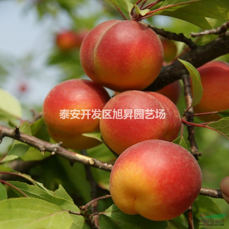 李子樹苗基地