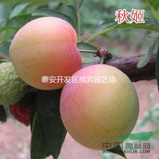 山東李子苗