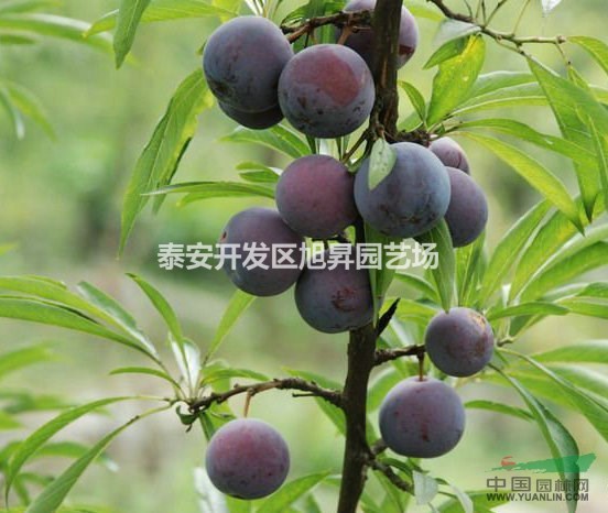 山東李子苗