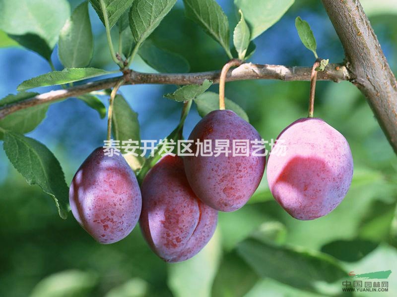 秋姬李子苗