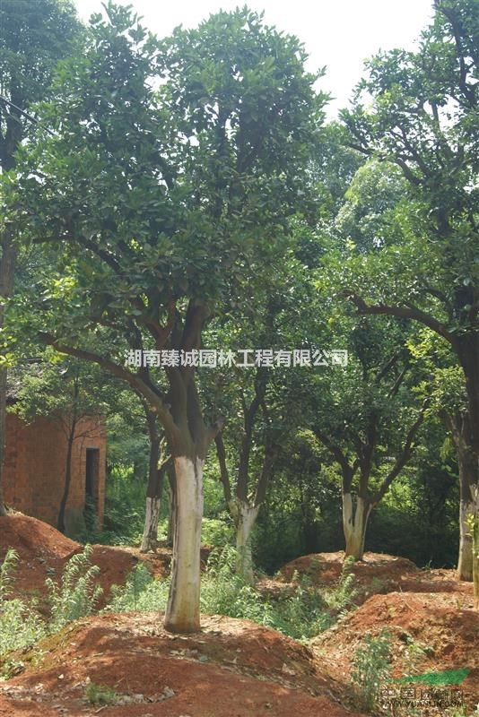 香泡樹 香櫞樹  益陽(yáng)香泡樹 20公分香泡樹 湖南臻誠(chéng)園林
