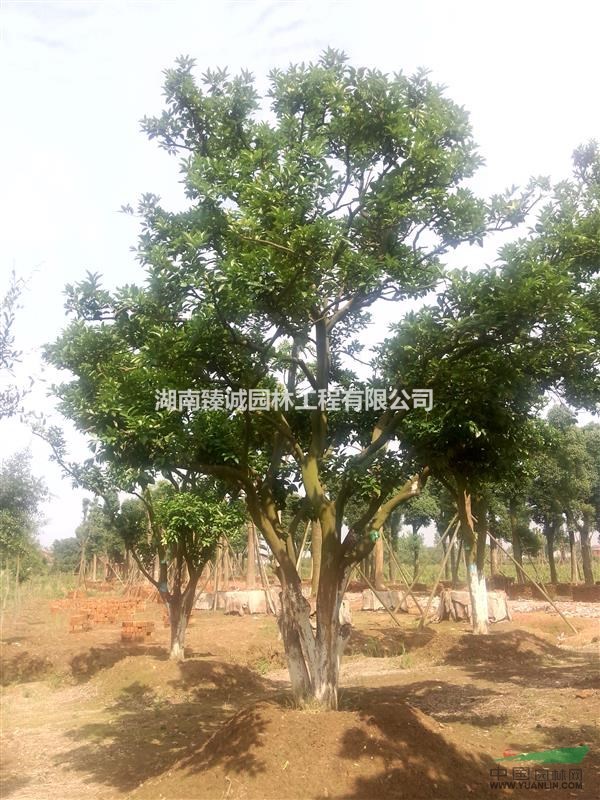 香泡樹 香櫞樹  益陽(yáng)香泡樹 20公分香泡樹 湖南臻誠(chéng)園林