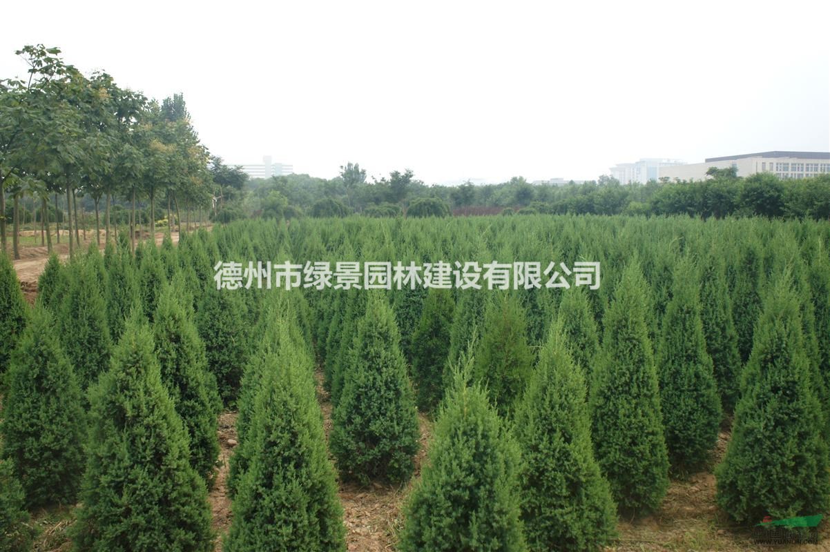 [供應]刺柏-株高1m左右，量大質(zhì)優(yōu)，歡迎洽談！