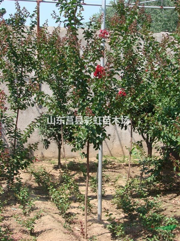 紅火箭紫薇