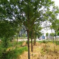 8公分國槐價格多少錢菏澤國槐價格*統(tǒng)一價格
