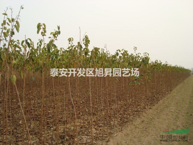 最大柿子苗基地