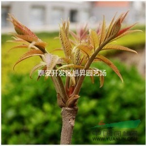 泰山香椿樹苗