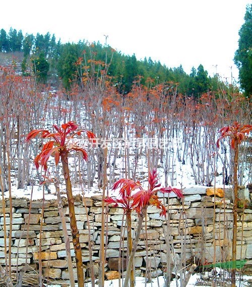 泰山紅油香椿苗