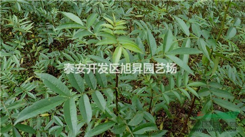 大紅袍花椒樹苗