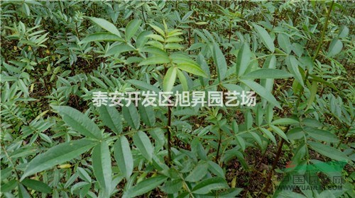 花椒樹苗花椒樹苗價格花椒樹苗基地