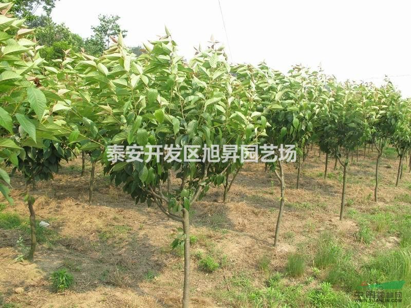 櫻花樹苗