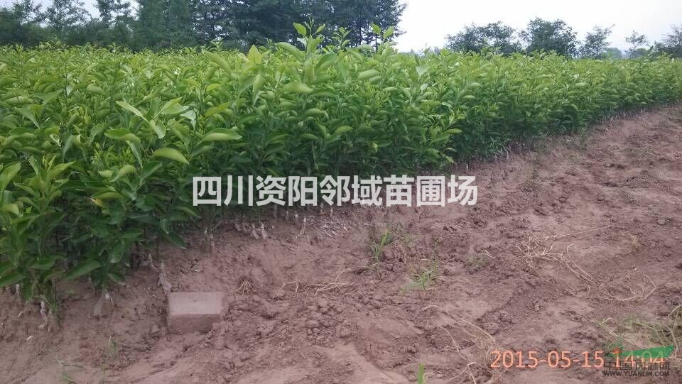 供應世紀紅苗