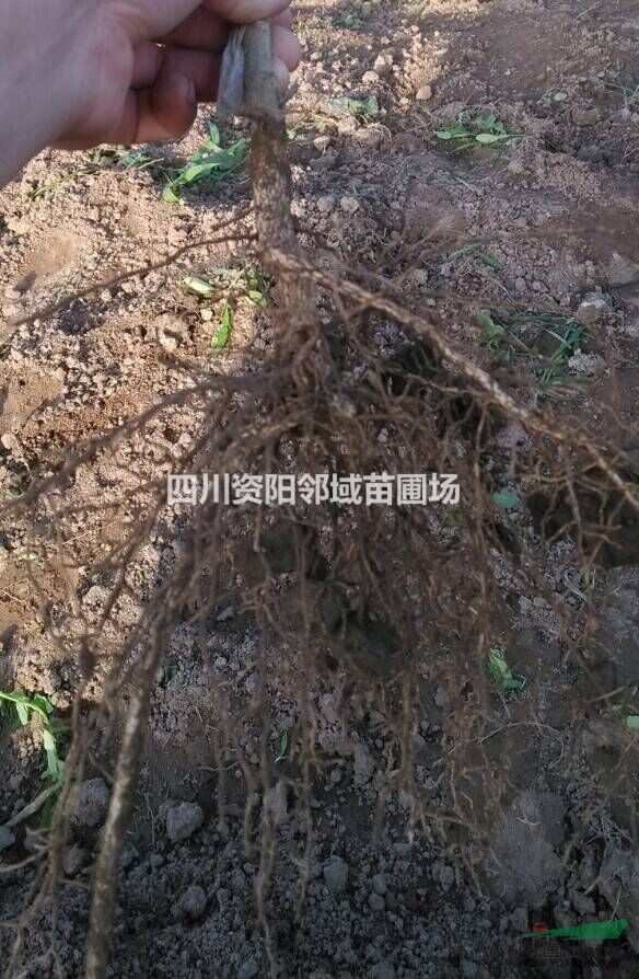 檸檬苗