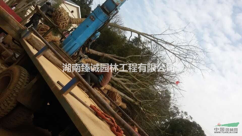 15公分無(wú)患子 20公分無(wú)患子 25公分無(wú)患子 益陽(yáng)無(wú)患子