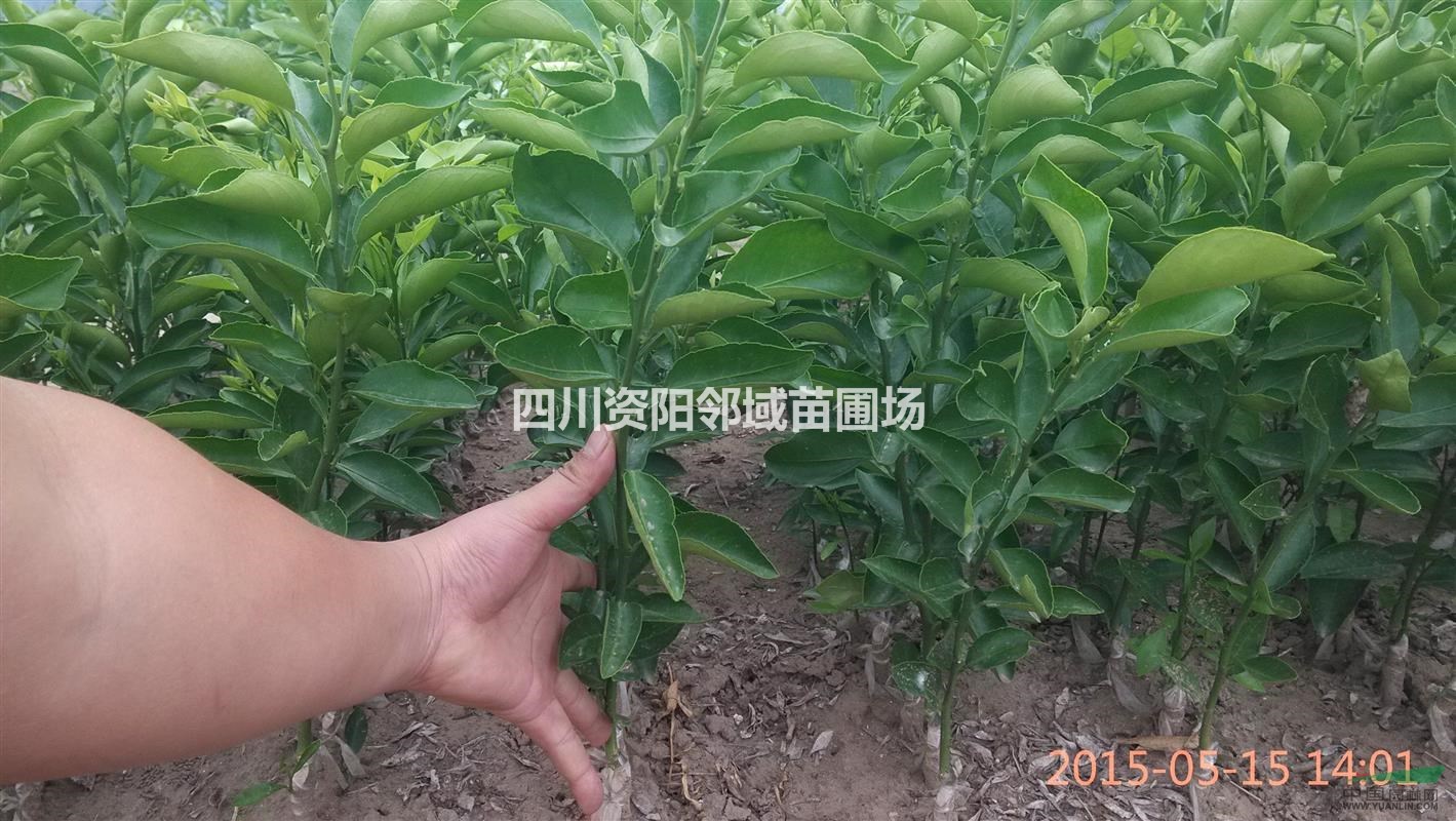 沃柑苗香橙沾