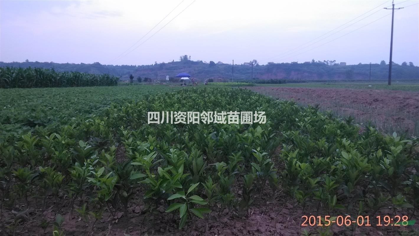 w默科特苗