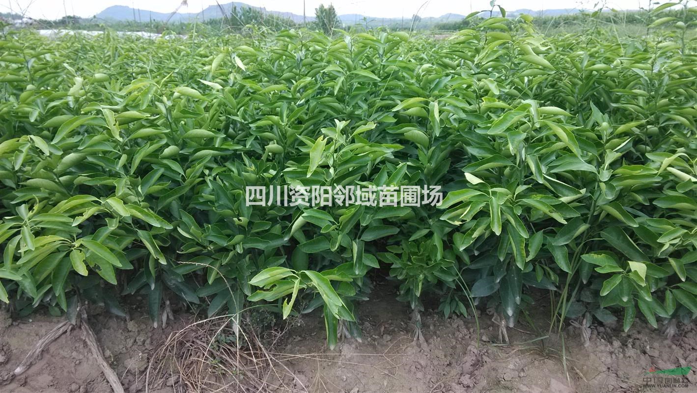 w默科特苗