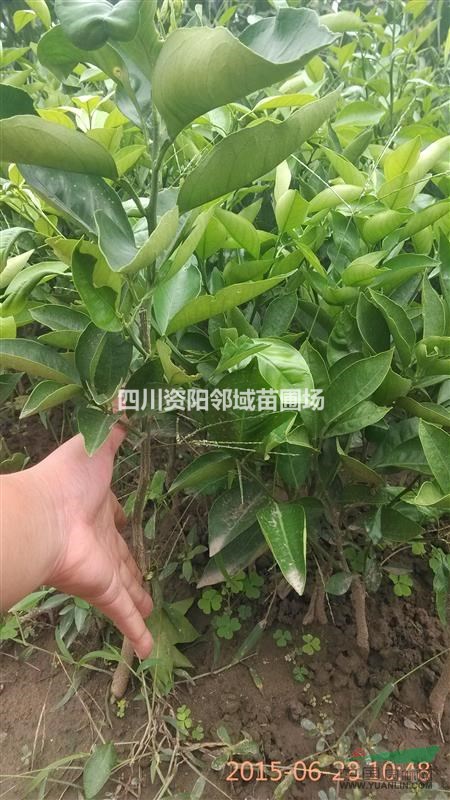 塔羅科血橙苗