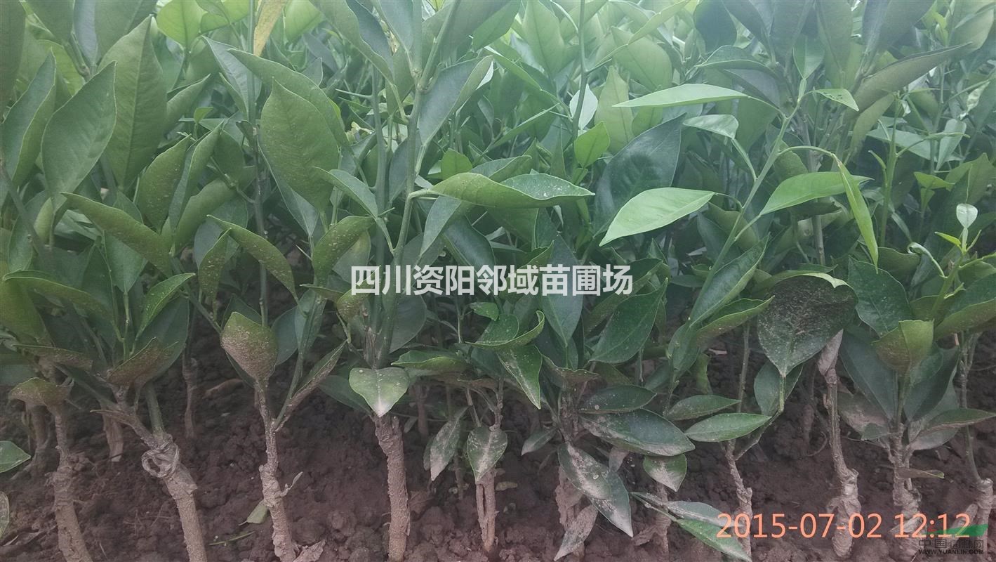 塔羅科血橙苗