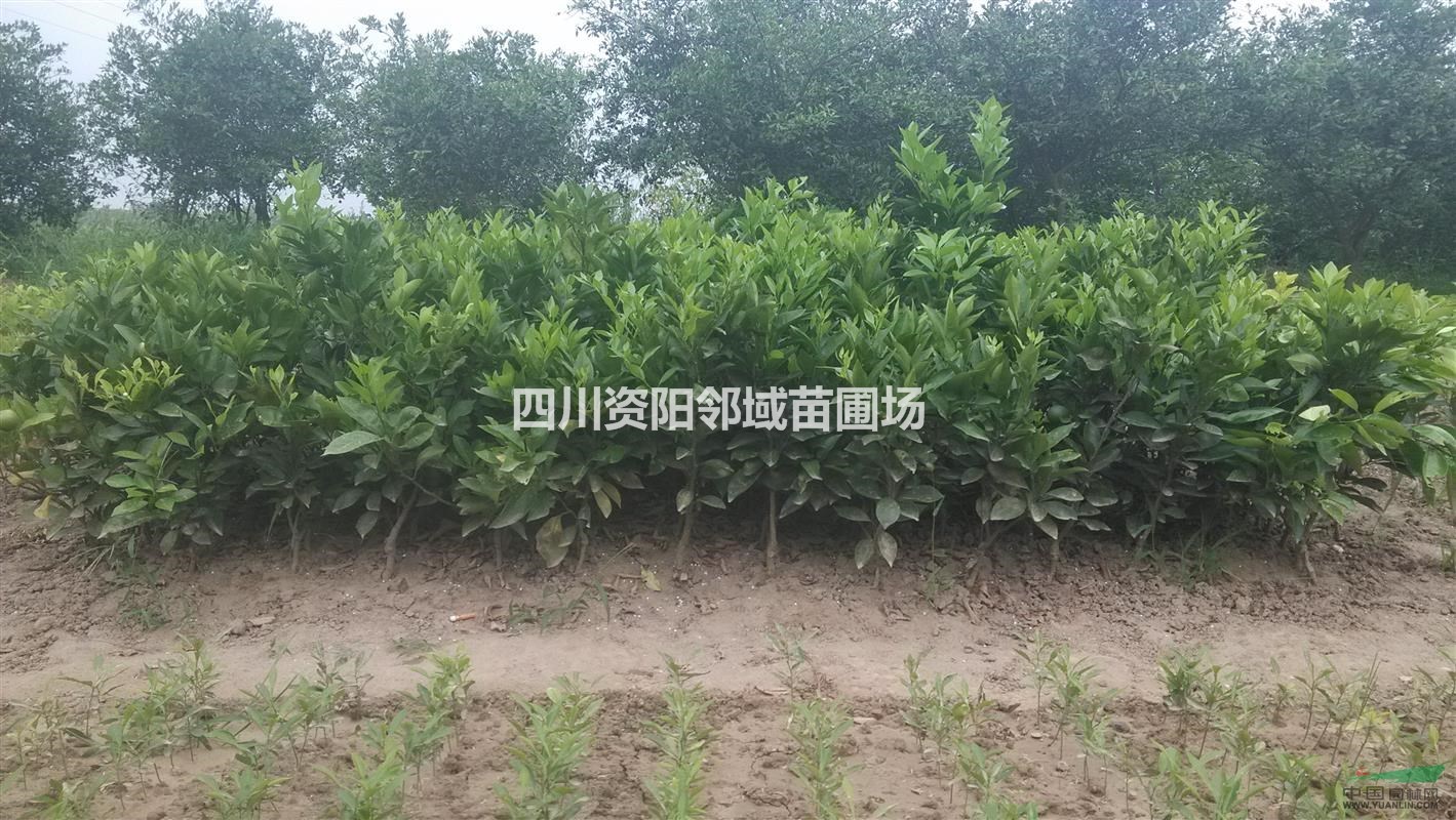 紐荷爾臍橙苗