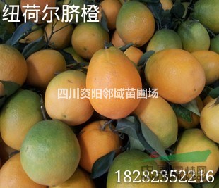 紐荷爾臍橙苗
