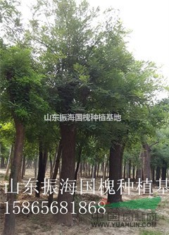 10公分國(guó)槐價(jià)格綠化樹(shù)