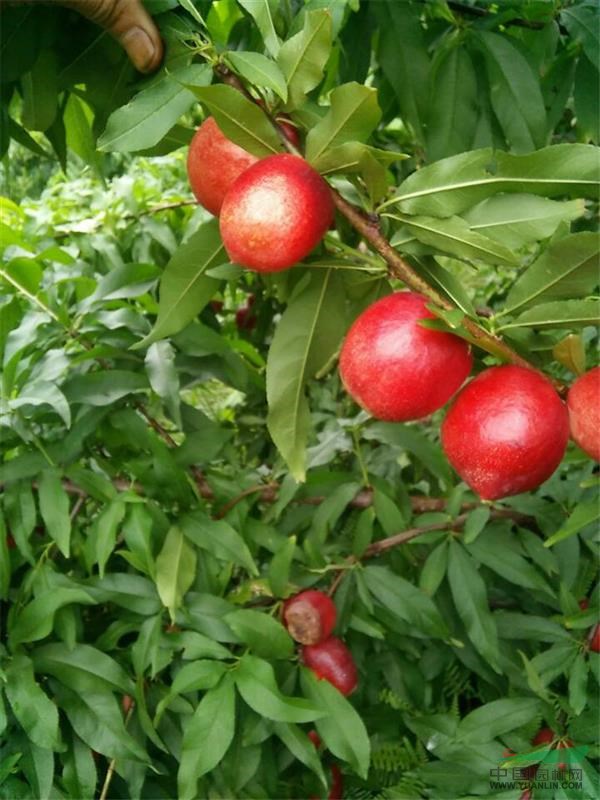 桂林億朵鮮果苗種植專業(yè)供應(yīng)中油16號(hào)油桃