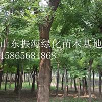 8公分國槐|8公分國槐哪里質(zhì)量好？