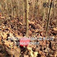 安徽合肥肥西供應1-30公分楓香、楓香小苗高度100公分供應